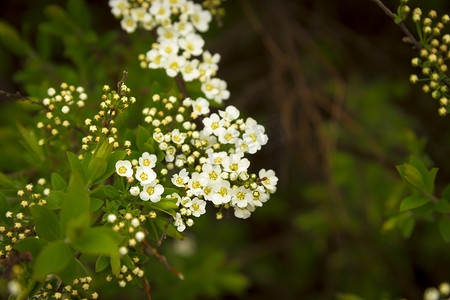 春天桌面背景摄影照片_绿色灌木背景下的白色和黄色花朵
