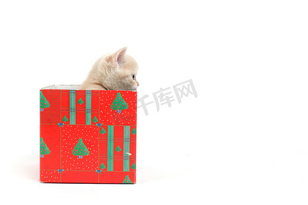 礼物盒里的猫