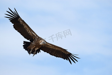 格里芬秃鹰 (Gyps fulvus) 在中央、云层和蓝色中飞行