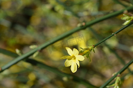 迎春花