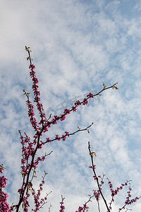 花果园摄影照片_花在春天在树上绽放