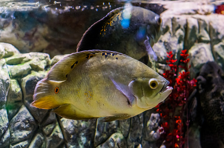奥斯卡丽鱼变色，流行的水族宠物，来自南美亚马逊盆地的热带鱼