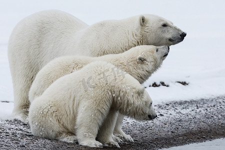 北极熊，北极捕食者