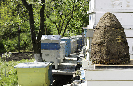 成群的蜜蜂飞向蜂巢。