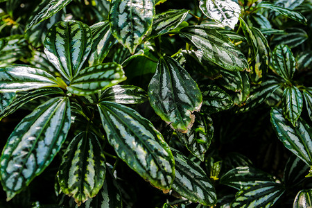 茂盛的树叶摄影照片_装饰植物 Pilea cadierei 校友植物茂盛的叶子。