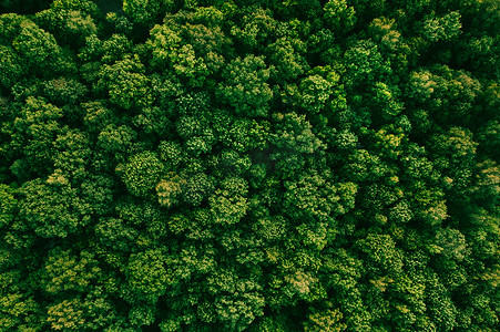 俯视石膏摄影照片_落叶林空中俯视的夏天