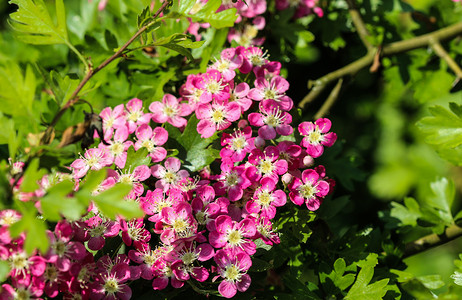 米德兰山楂、英国山楂 (Crataegus laevigata) 的粉红色花朵在春天开花
