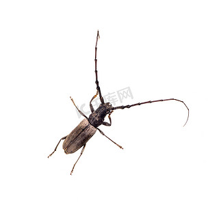 树蛀虫 (Batocera rufomaculata) 在白色背景下被隔离