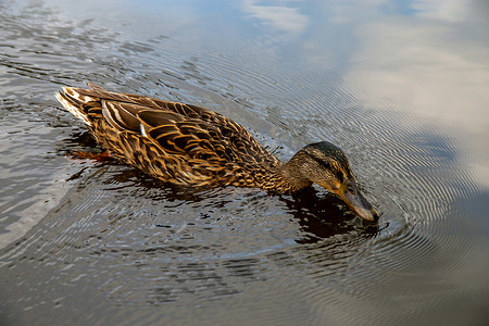 鸭子在河里游泳摄影照片_鸭子在拉脱维亚的河里游泳