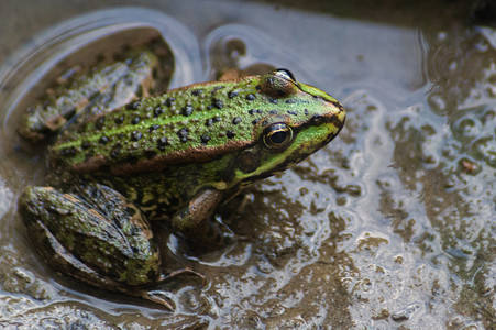 绿色小青蛙摄影照片_坐在水中泥里的绿色小青蛙
