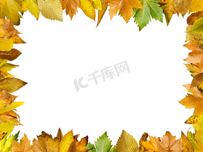 黄色背景红色边框摄影照片_秋天的树叶边框