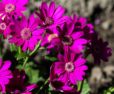 开花在春天的庭院瓜叶菊紫色花 (cineraria hybrida)