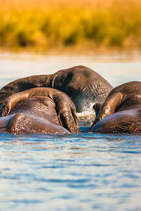 非洲丛林大象游泳