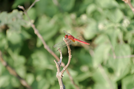 蜻蜓豆娘昆虫-蚱蜢科异翅目蜻蜓目昆虫，具有多面眼睛、强壮的双眼、透明的补丁翅膀。