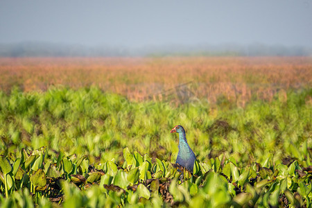 湿地鸟类摄影照片_鸟类生活在淡水湖泊，世界湿地的本地鸟类