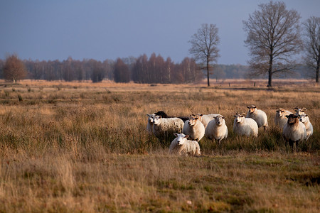 羊在稀树草原