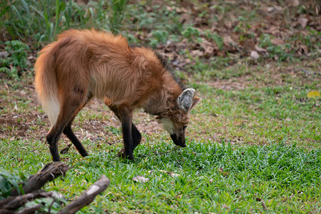 鬃狼 ( Chrysocyon brachyurus )