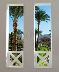 埃及高大棕榈树热带花园的窗景