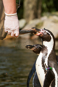 企鹅吃摄影照片_一只企鹅正在被喂食