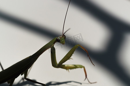 看昆虫摄影照片_长着小胡子和爪子的绿色螳螂看着你。