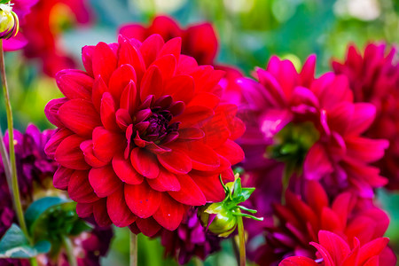 大红色的花摄影照片_一朵盛开的大红色大丽花的特写，美丽的装饰性园林植物，流行的栽培开花植物