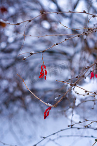 树枝状水系摄影照片_白雪森林中树枝上的红色浆果。