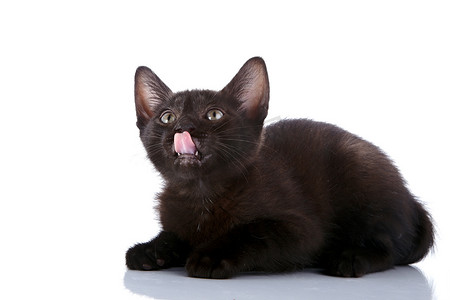 黑猫躺着舔嘴唇。