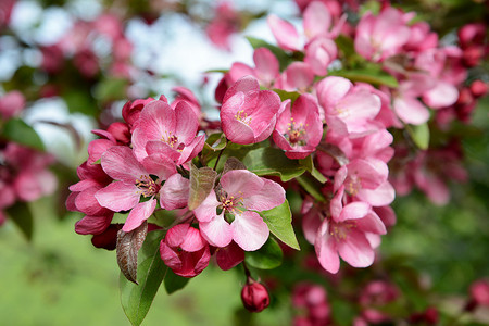 苹果树上开满花朵的枝条，上面有粉红色的花瓣
