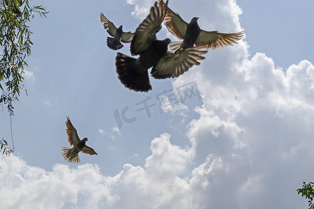 飞鸽传书摄影照片_查看飞鸽或鸽子不同动作的特写