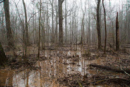 洪水一级摄影照片_雾雨中的水淹森林