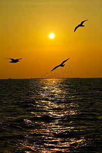 海鸥在日落时飞过泰国的海岸。