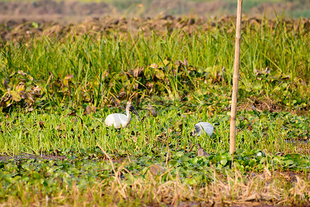 小手拉大手共筑碧水蓝天摄影照片_一群小白鹭 (Egretta garzetta) 在印度西孟加拉邦尼奥拉谷国家公园发现的小白鹭。