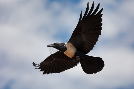 piled摄影照片_飞行的花斑乌鸦埃塞俄比亚非洲野生动物园