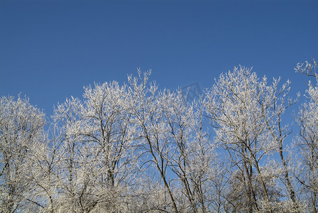 林木摄影照片_清晨公园里的白霜