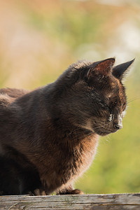 阳光下，一只深棕色的猫坐在木板上