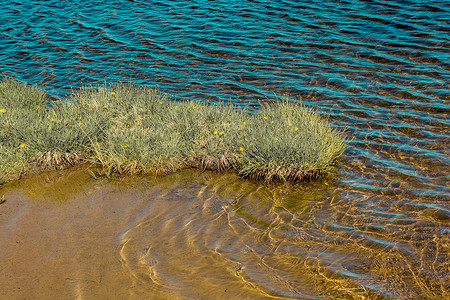 阿尔特温高地池塘边的野草