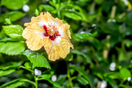 轻巧极致摄影照片_芙蓉、玫瑰锦葵或沙龙玫瑰，锦葵科锦葵科的开花植物属。