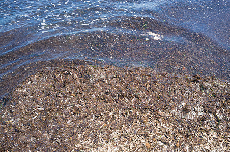 褐海藻