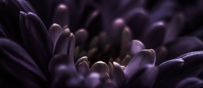 紫色雏菊花瓣盛开，抽象花卉艺术背景，春天大自然中的花朵香水香味，婚礼，奢华美容品牌假日设计