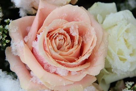 雪地玫瑰摄影照片_雪地里的粉色和白色玫瑰