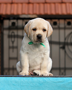 回甜摄影照片_蓝色背景中可爱的拉布拉多小狗