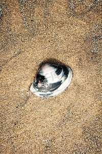 在退潮时发现的热带海滩上湿沙上的扁平牡蛎贝壳。