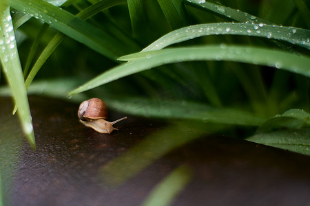 雨过后，院子里的蜗牛在绿色的草地上留下了大颗的露珠。