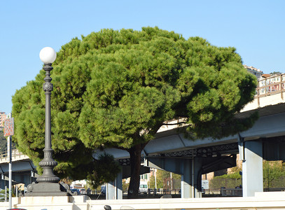 意大利热那亚市中心一座桥的背景上，一棵树冠巨大的大松树和一盏圆形的城市灯笼，阳光明媚的日子