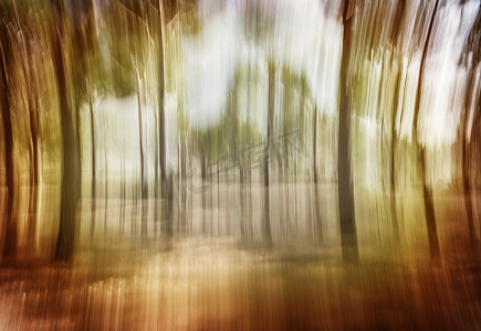 森林的柔焦照片