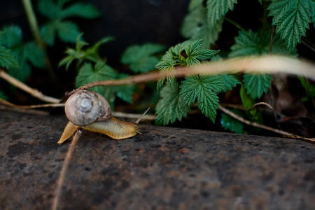 雨蜗牛摄影照片_雨过后，院子里的蜗牛在绿色的草地上留下了大颗的露珠。