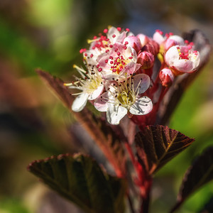 开花的罗勒特写