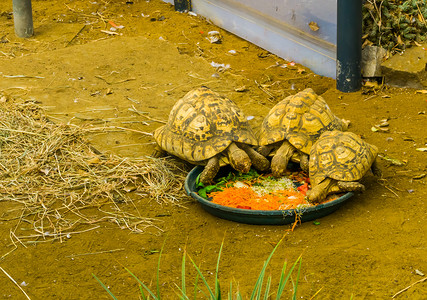 吃蔬菜的小乌龟，照顾爬行动物，受欢迎的热带宠物
