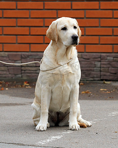 公园里的甜黄色拉布拉多犬