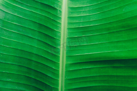 轻巧极致摄影照片_关闭绿色香蕉叶背景的详细视图与抽象的虚荣纹理线形成自然图案。